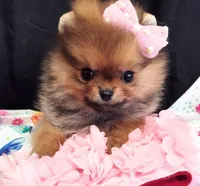 Deposit Received Adele , a female Pomeranian for sale in Lyford, TX – Photo 2 of 10