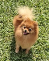 Adele the Diva, a female Pomeranian for sale in Lyford, TX – Photo 9 of 10