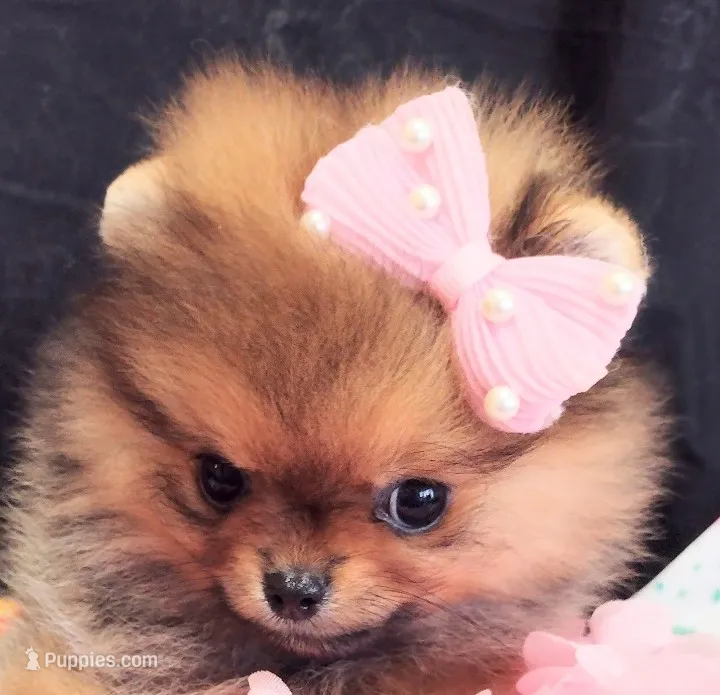 Reserved  – Pomeranian puppy for sale in Lyford, TX