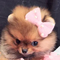 Reserved , a female Pomeranian for sale in Lyford, TX – Photo 1 of 10