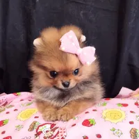 Reserved , a female Pomeranian for sale in Lyford, TX – Photo 8 of 10