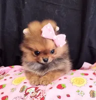 Deposit Received Adele , a female Pomeranian for sale in Lyford, TX – Photo 8 of 10