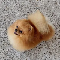 Reserved , a female Pomeranian for sale in Lyford, TX – Photo 10 of 10