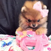 Reserved , a female Pomeranian for sale in Lyford, TX – Photo 7 of 10