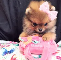 Deposit Received Adele , a female Pomeranian for sale in Lyford, TX – Photo 6 of 10