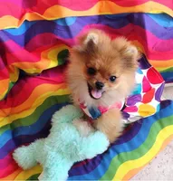 Adele the Diva, a female Pomeranian for sale in Lyford, TX – Photo 4 of 8