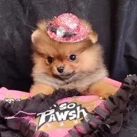 Reserved , a female Pomeranian for sale in Lyford, TX – Photo 6 of 10