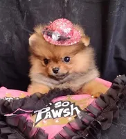 Deposit Received Adele , a female Pomeranian for sale in Lyford, TX – Photo 10 of 10