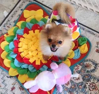 Adele the Diva, a female Pomeranian for sale in Lyford, TX – Photo 2 of 8