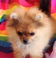 Adele the Diva, a female Pomeranian for sale in Lyford, TX – Photo 5 of 8