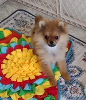 Adele the Diva, a female Pomeranian for sale in Lyford, TX – Photo 7 of 10