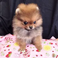 Reserved , a female Pomeranian for sale in Lyford, TX – Photo 9 of 10
