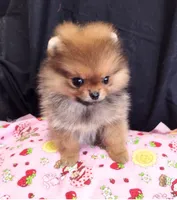 Deposit Received Adele , a female Pomeranian for sale in Lyford, TX – Photo 7 of 10