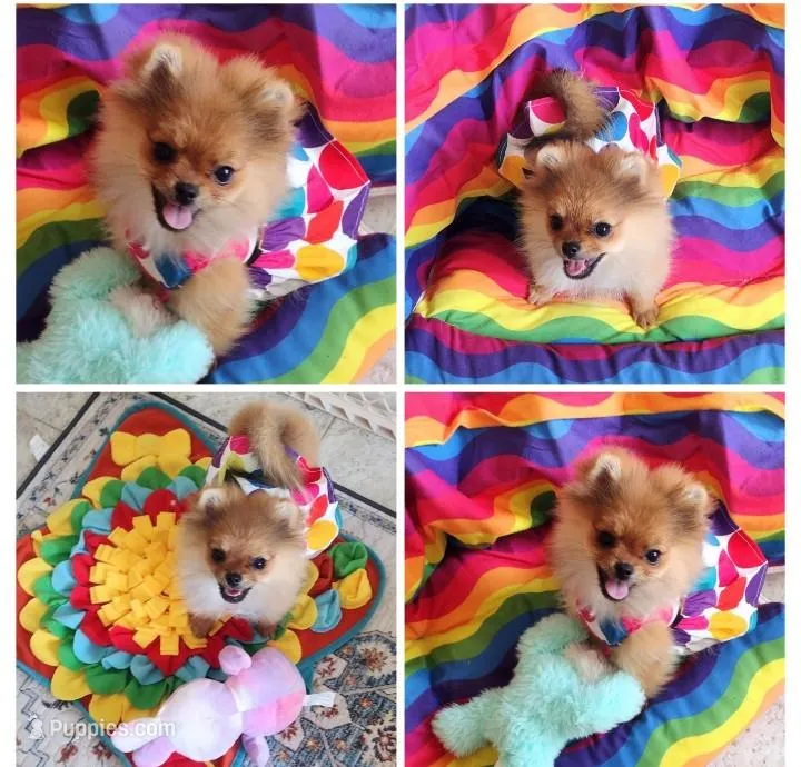 Adele the Diva – Pomeranian puppy for sale in Lyford, TX