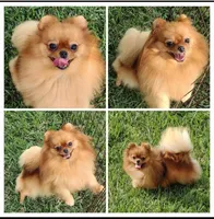 Adele the Diva, a female Pomeranian for sale in Lyford, TX – Photo 10 of 10