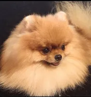 Deposit Received Adele , a female Pomeranian for sale in Lyford, TX – Photo 9 of 10