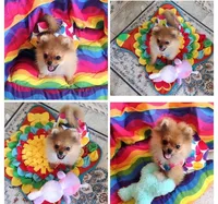 Adele the Diva, a female Pomeranian for sale in Lyford, TX – Photo 6 of 8