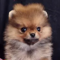 Reserved , a female Pomeranian for sale in Lyford, TX – Photo 3 of 10
