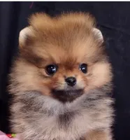 Deposit Received Adele , a female Pomeranian for sale in Lyford, TX – Photo 3 of 10