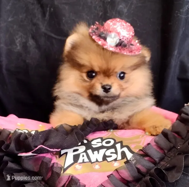 Adele the Diva, a female Pomeranian for sale in Lyford, TX – Photo 1 of 10