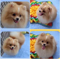 Stanley -Videos, a male Pomeranian for sale in Lyford, TX – 2 of 10