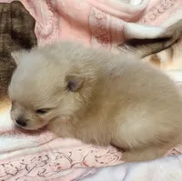 Proud Parents , a female Pomeranian for sale in Lyford, TX – 8 of 8