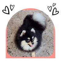 BETTIE , a female Pomeranian for sale in Lyford, TX – 5 of 10