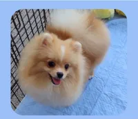 Stanley -Videos, a male Pomeranian for sale in Lyford, TX – 6 of 10