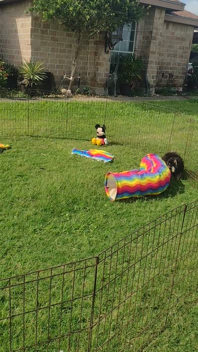 BETTIE , a female Pomeranian for sale in Lyford, TX – 10 of 10