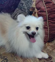 Joline , a male Pomeranian for sale in Lyford, TX – 4 of 7