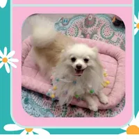  Joline -Videos, a female Pomeranian for sale in Lyford, TX – 5 of 9
