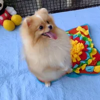 Stanley -Videos, a male Pomeranian for sale in Lyford, TX – 7 of 10