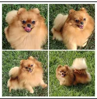 Adele- Videos , a female Pomeranian for sale in Lyford, TX – 8 of 10