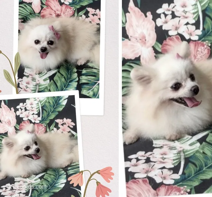 Korean Import Sasha  – Pomeranian puppy for sale in Lyford, TX