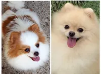 Tommy Tu-Tone , a male Pomeranian for sale in Lyford, TX – 9 of 10