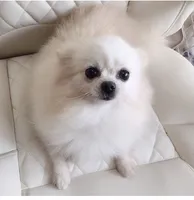 Korean Import Sasha , a female Pomeranian for sale in Lyford, TX – 3 of 6