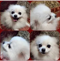 Sasha , a female Pomeranian for sale in Lyford, TX – 10 of 10