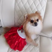 Jubilee, a female Pomeranian for sale in Lyford, TX – Photo 3 of 8