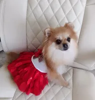 Jubilee, a female Pomeranian for sale in Lyford, TX – Photo 4 of 9