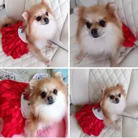 Jubilee, a female Pomeranian for sale in Lyford, TX – Photo 4 of 8