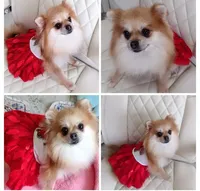 Jubilee, a female Pomeranian for sale in Lyford, TX – Photo 5 of 9