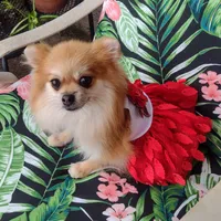 Jubilee, a female Pomeranian for sale in Lyford, TX – Photo 6 of 8