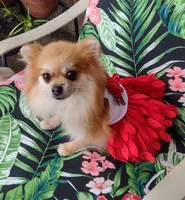 Jubilee, a female Pomeranian for sale in Lyford, TX – Photo 7 of 9