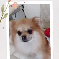 Jubilee, a female Pomeranian for sale in Lyford, TX – Photo 2 of 8