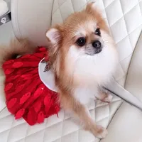 Jubilee, a female Pomeranian for sale in Lyford, TX – Photo 8 of 8