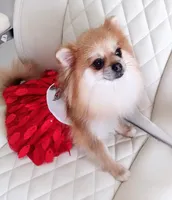 Jubilee, a female Pomeranian for sale in Lyford, TX – Photo 9 of 9