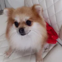 Jubilee, a female Pomeranian for sale in Lyford, TX – Photo 5 of 8