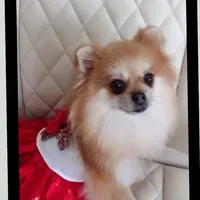 Jubilee, a female Pomeranian for sale in Lyford, TX – Photo 7 of 8