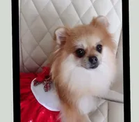 Jubilee, a female Pomeranian for sale in Lyford, TX – Photo 8 of 9