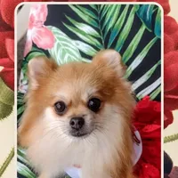 Jubilee, a female Pomeranian for sale in Lyford, TX – Photo 1 of 8